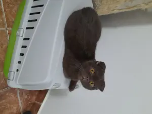 Scottish Fold Chocolate Brown - imagine 4