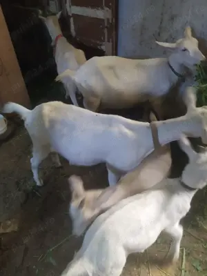 Vând capra de 1 an cu doua iedute de 3 luni,rasa sanan