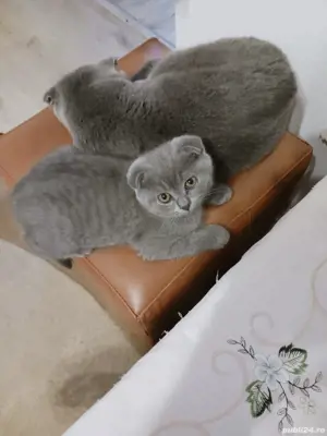 brittich fold blue de vanzare  - imagine 2