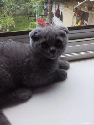 brittich fold blue de vanzare 