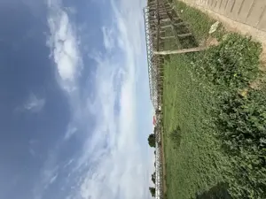 Teren intravilan de vânzare în Matca, județul Galați    1.950 mp | Utilități complete - imagine 4