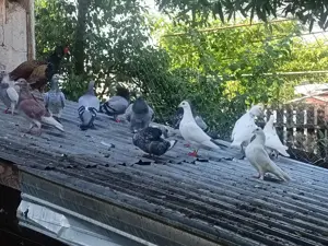 Porumbei voiajori mai multe culori