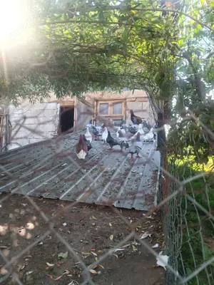 Porumbei voiajori mai multe culori - imagine 2