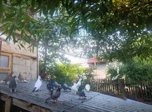 Porumbei voiajori mai multe culori - imagine 5