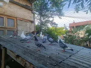 Porumbei voiajori mai multe culori - imagine 4