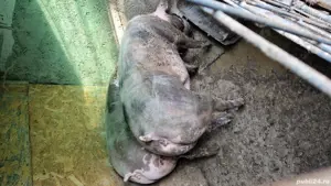 Porci de diferite marimi - imagine 5