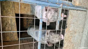 Porci de diferite marimi - imagine 4