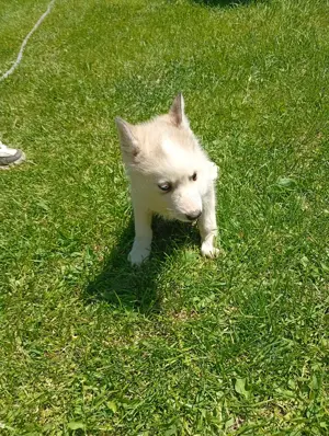 animale de companie pedigree 