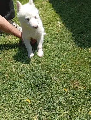 animale de companie pedigree  - imagine 2 animale de companie pedigree  - imagine 2