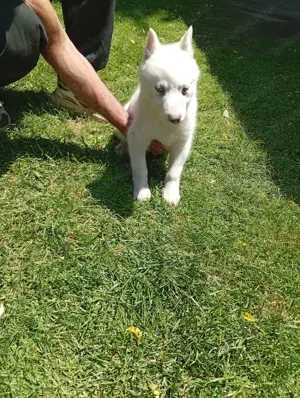 animale de companie pedigree  - imagine 4 animale de companie pedigree  - imagine 4