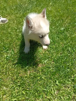 animale de companie pedigree  - imagine 3 animale de companie pedigree  - imagine 3