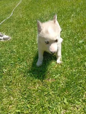 animale de companie pedigree  - imagine 5 animale de companie pedigree  - imagine 5