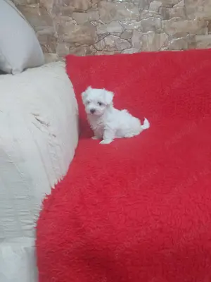 Puiuti Bichon Maltese
