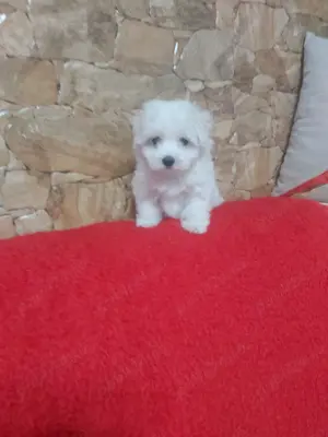 Pui bichon maltese