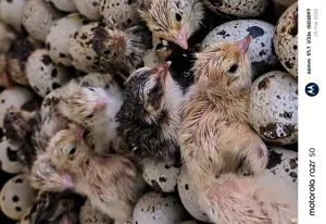 vand prepelite si oua