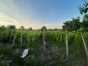 Vând casa părinteasca - imagine 4