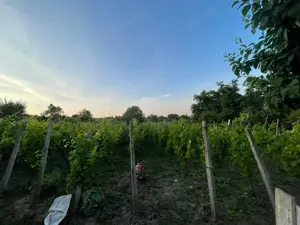 Vând casa părinteasca - imagine 3