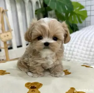 Maltipoo Mini Toy Apricot  - imagine 3