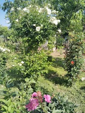 Casa de vanzare -Rm Sarat jud Buzau - imagine 9