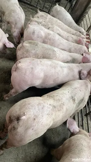 Vând porci  - imagine 2