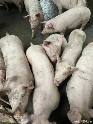 Vând porci 