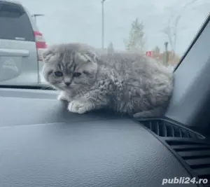 Scottish Fold Chinchilla Silver 