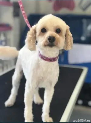 Tund   Tuns caini la domiciliu inclusiv talie mare si uriasa