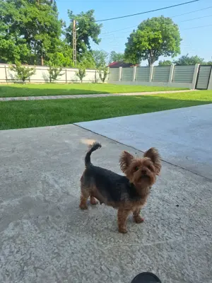  pui yorksire terier mini Toy - imagine 5