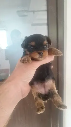  pui yorksire terier mini Toy - imagine 4