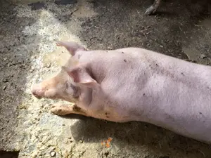 Vând porc de rasa de carne - imagine 3