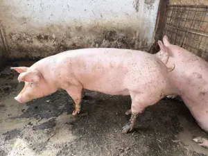 Vând porc de rasa de carne