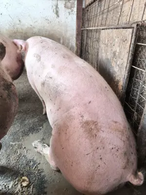 Vând porc de rasa de carne - imagine 2