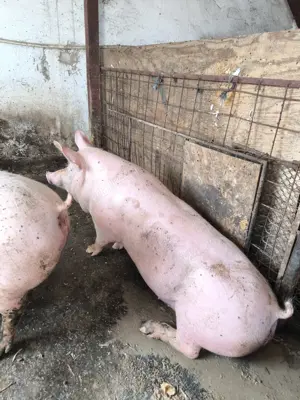 Vând porc de rasa de carne - imagine 4