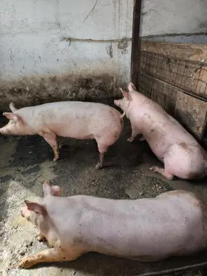 Vând porc de rasa de carne - imagine 5