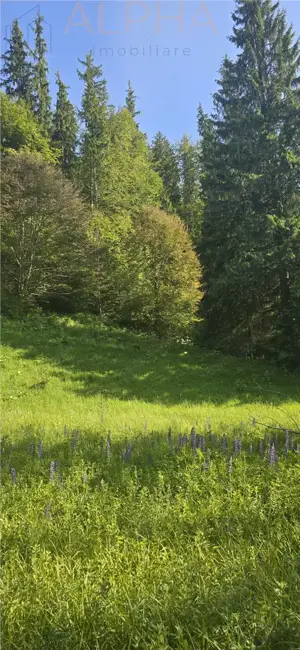 Teren intravilan de vanzare in Colibita - imagine 4