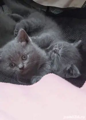 birtish shorthair blue   - imagine 2
