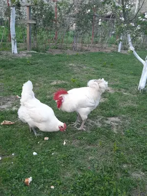 Vand familie de gaini LaBresse - imagine 3