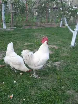 Vand familie de gaini LaBresse - imagine 2