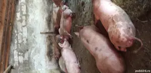 porci pentru sacrificare - imagine 3