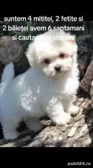 vand Bichon Malteze Minitoy
