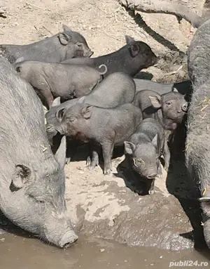 Vitnamezi   Purcei   Scroafe Gestante   - imagine 2