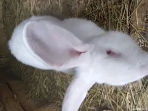 Iepuri urias german - imagine 3