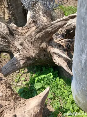 vand cioate de stejar - imagine 4