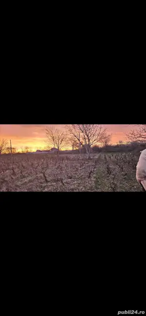 Teren intravilan Vadu Pasii, sat Stancesti, 2072 mp