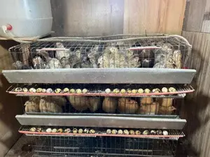 Prepelite ouatoare si oua de prepelita - imagine 2