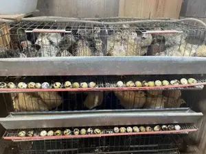 Prepelite ouatoare si oua de prepelita