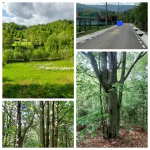 Teren de vânzare+pădure+căsuță  - imagine 6