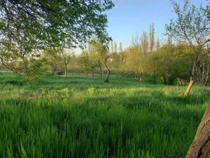 Teren intravilan central in Calacea, 24 km , asfalt, 25 euro mp - imagine 3