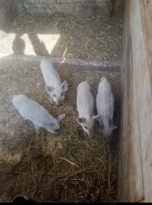 Purcei Mangalita  - imagine 3