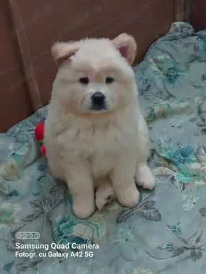 Pui chow chow albi